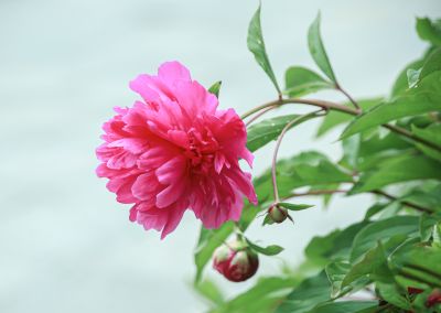 夏日花朵