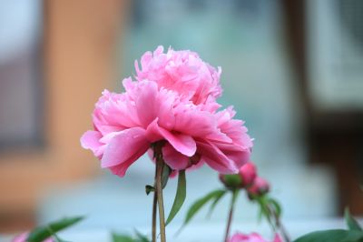 夏日花朵