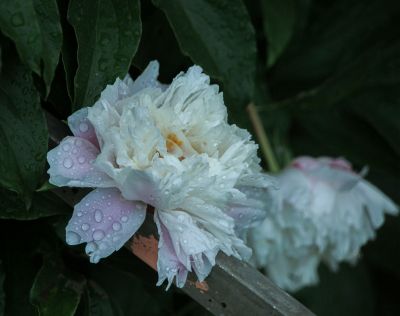 夏日花朵
