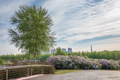 晨光中的丁香公园3