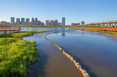晨光中的外滩湿地1
