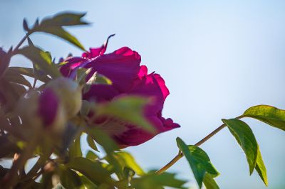 太阳岛牡丹花盛开