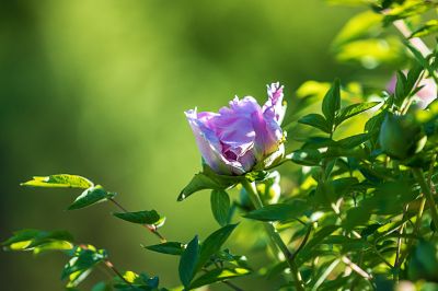 太阳岛牡丹花盛开