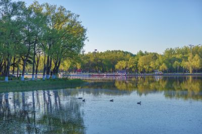 太阳岛初夏风景