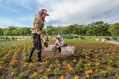 太阳岛彩化工作全面展开