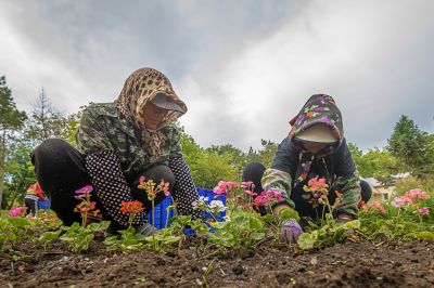太阳岛彩化工作全面展开