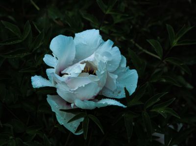植物园牡丹