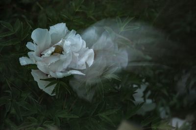 植物园牡丹