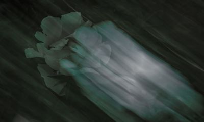 植物园牡丹
