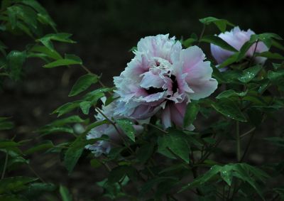 植物园牡丹