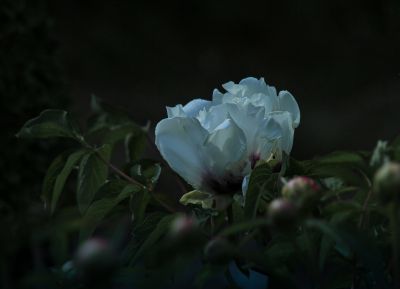 植物园牡丹