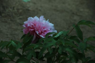 植物园牡丹