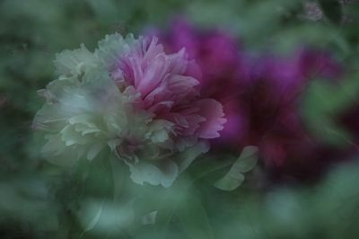 植物园牡丹
