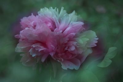 植物园牡丹