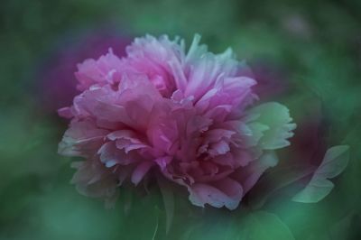 植物园牡丹