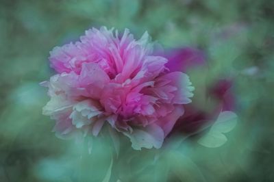 植物园牡丹