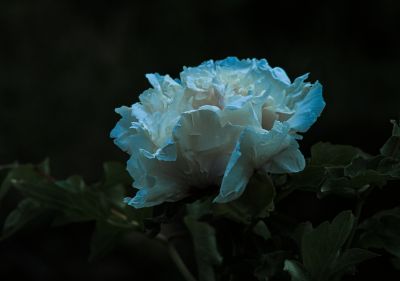 植物园牡丹