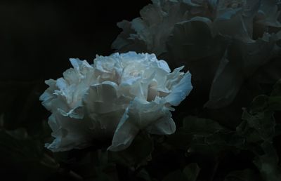 植物园牡丹