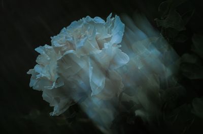 植物园牡丹