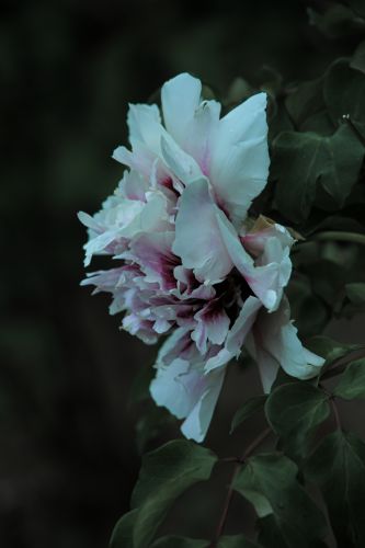 植物园牡丹