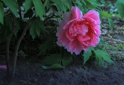 植物园牡丹