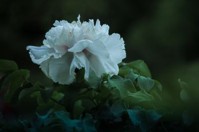 植物园牡丹