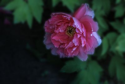 植物园牡丹