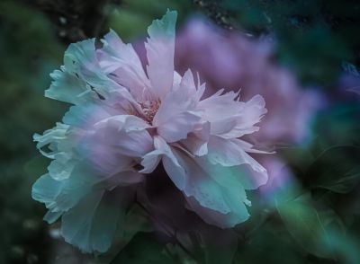 植物园牡丹
