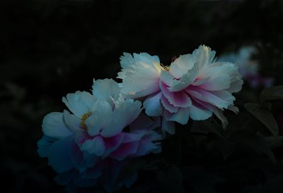 植物园牡丹