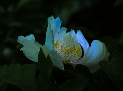 植物园牡丹