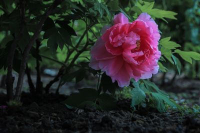 植物园牡丹