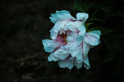植物园牡丹