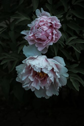 植物园牡丹