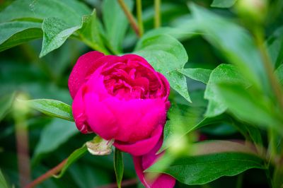 儿童公园芍药花