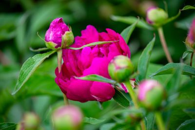 儿童公园芍药花