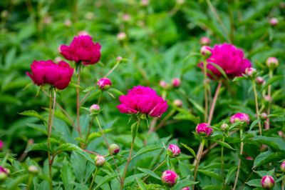 儿童公园芍药花