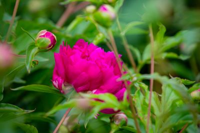儿童公园芍药花