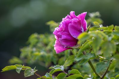 太阳岛牡丹花