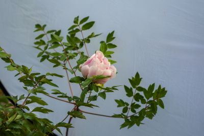 太阳岛牡丹花