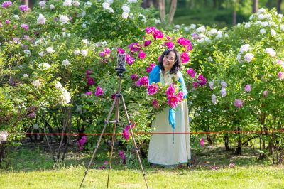 太阳岛牡丹花