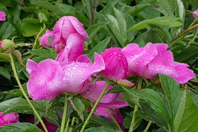雨中儿童公园芍药花