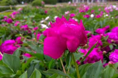 雨中儿童公园芍药花