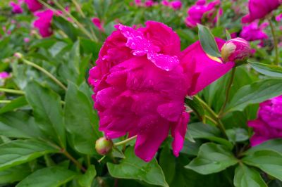 雨中儿童公园芍药花