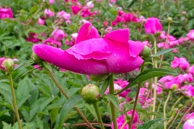 雨中儿童公园芍药花