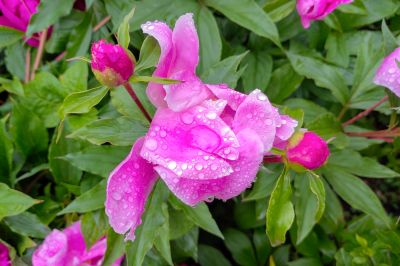 雨中儿童公园芍药花