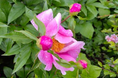 雨中儿童公园芍药花