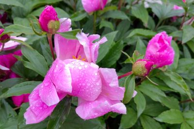 雨中儿童公园芍药花