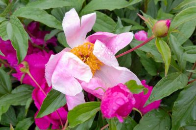 雨中儿童公园芍药花