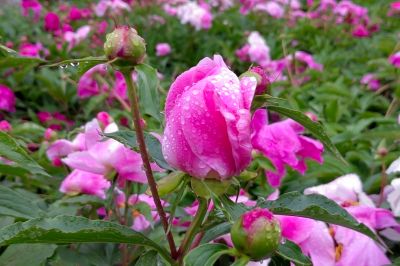 雨中儿童公园芍药花