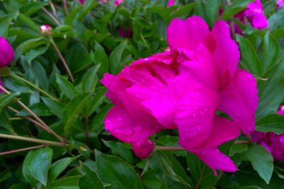 雨中儿童公园芍药花